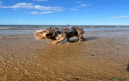 English Bulldog dogs for stud: LILAC ENGLISH BULLDOG STUD, - Image 4