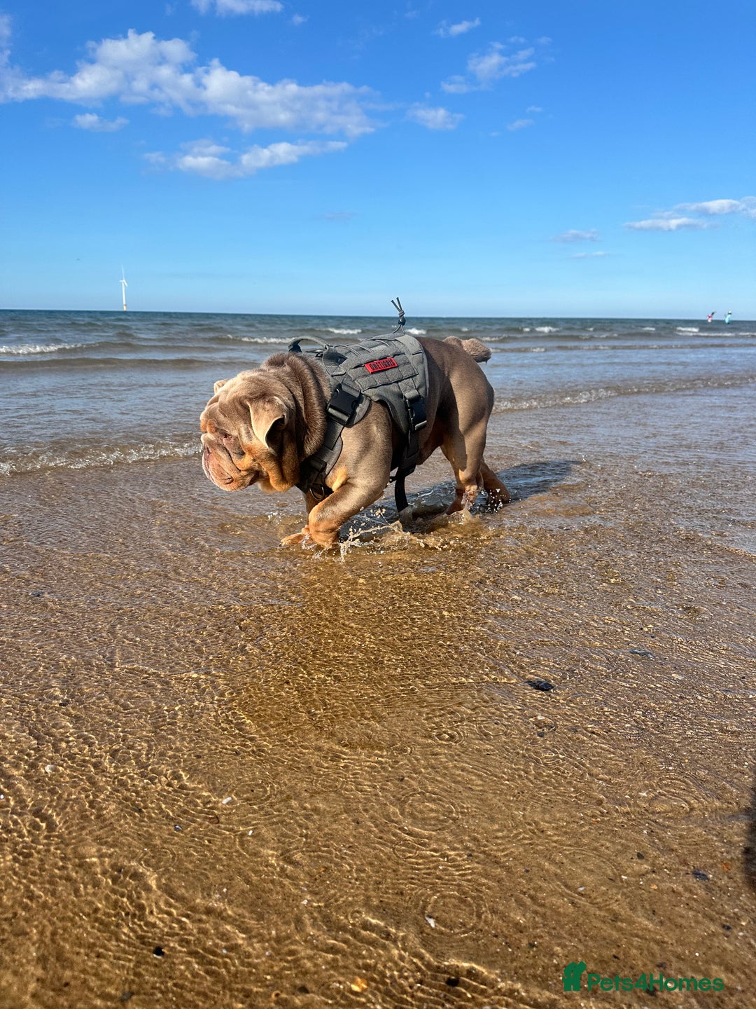 English Bulldog dogs for stud: LILAC ENGLISH BULLDOG STUD, - Image 4