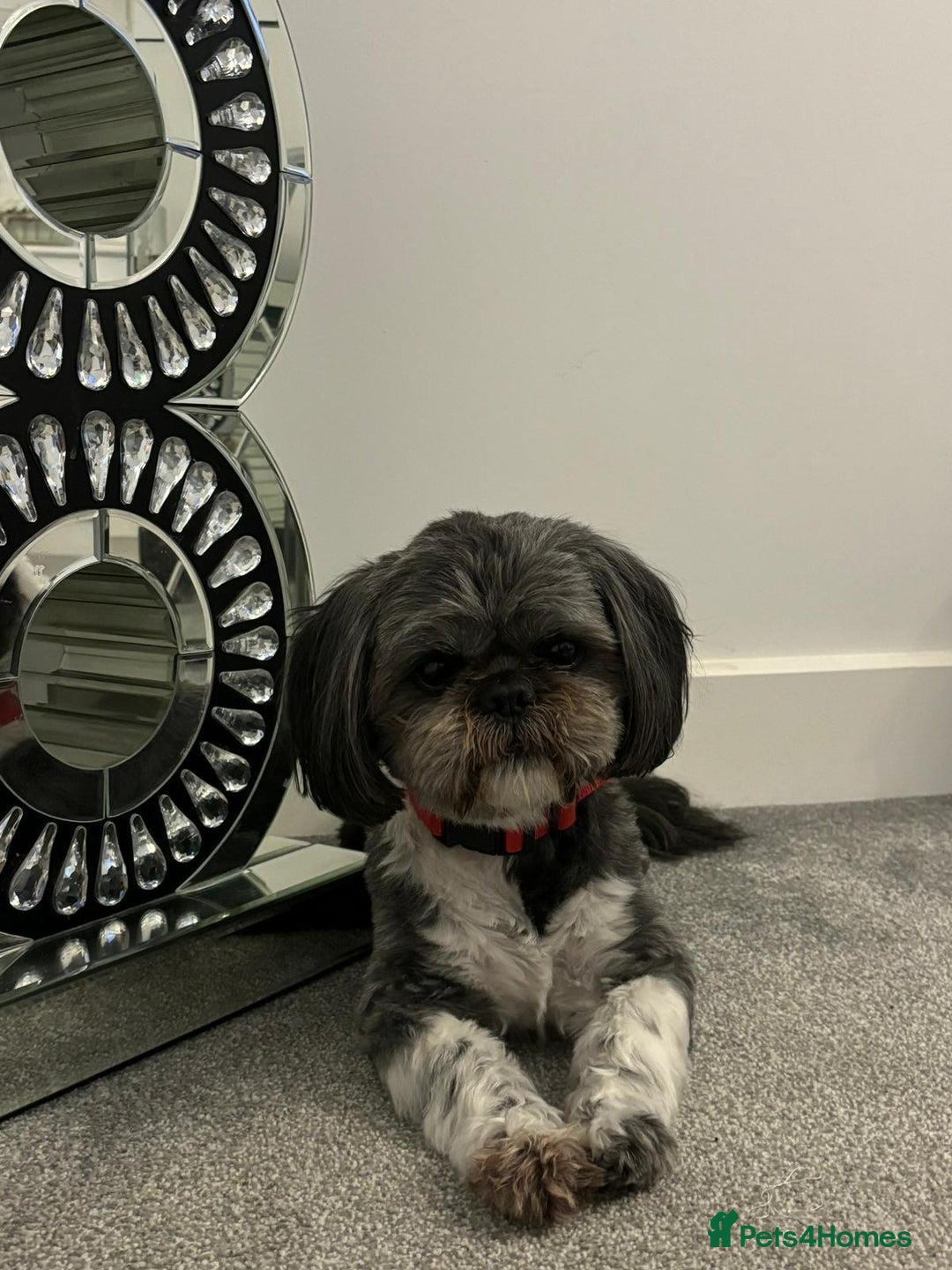 Shih Tzu dogs for sale: Rehoming -  Shih Tzu - Image 1