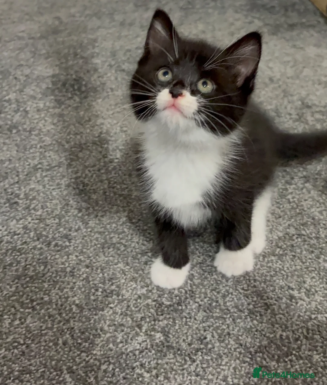 Mixed Breed cats for sale: Beautiful 9-Week-Old Kittens – Ready Now  - Advert 9