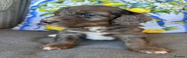 Cockapoo 1