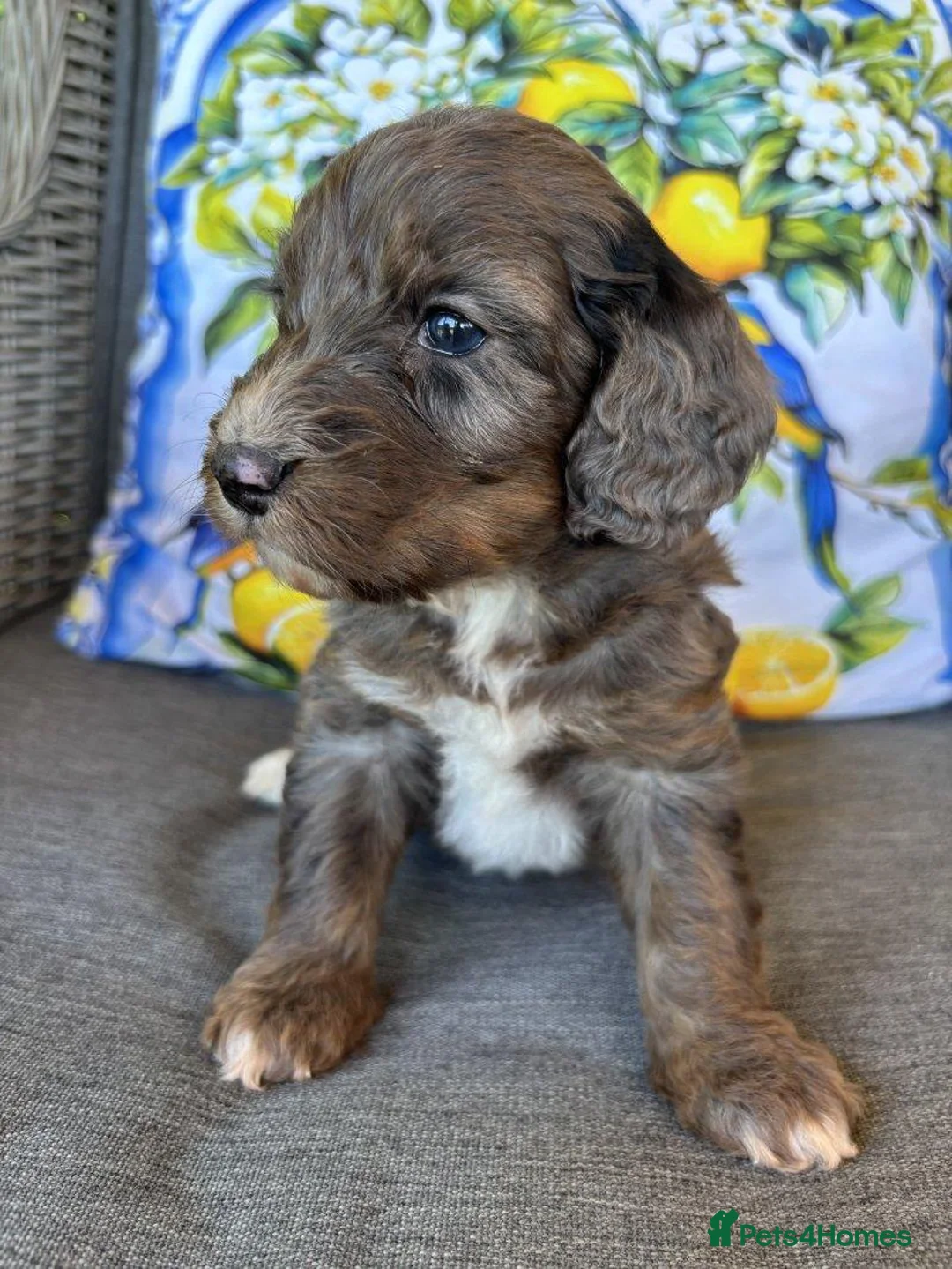 Cockapoo dogs for sale: Adorable Cockapoo Puppies ready to their new Homes - Advert 2