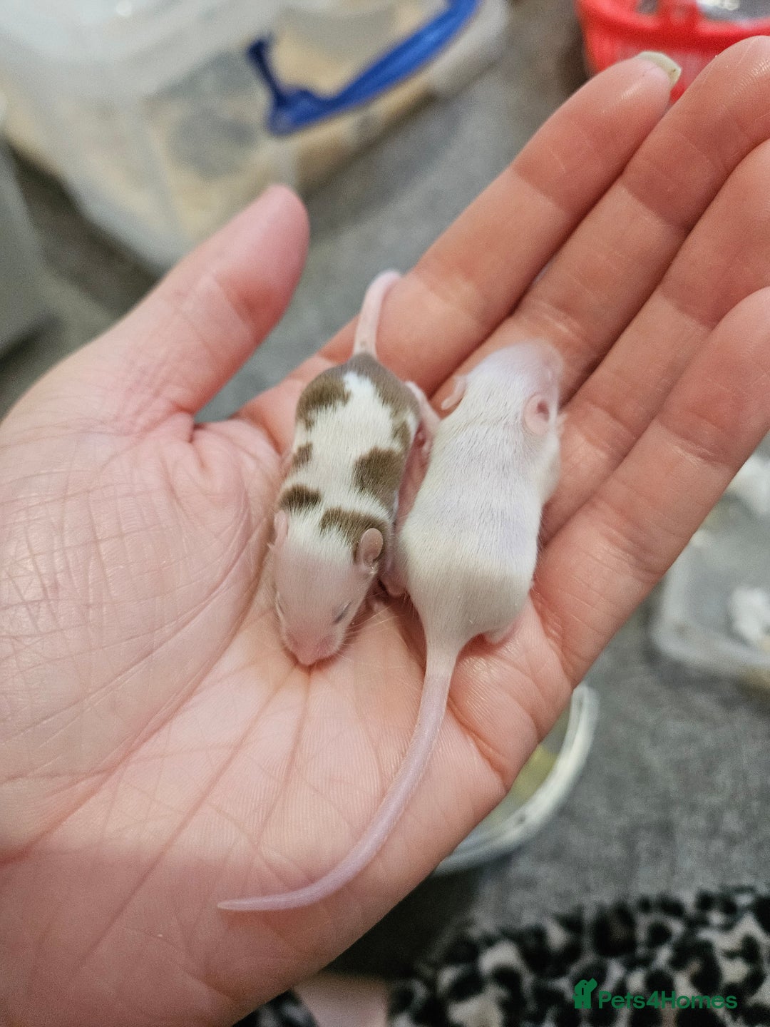 Mouse rodents for sale: Baby fancy mice - Image 3