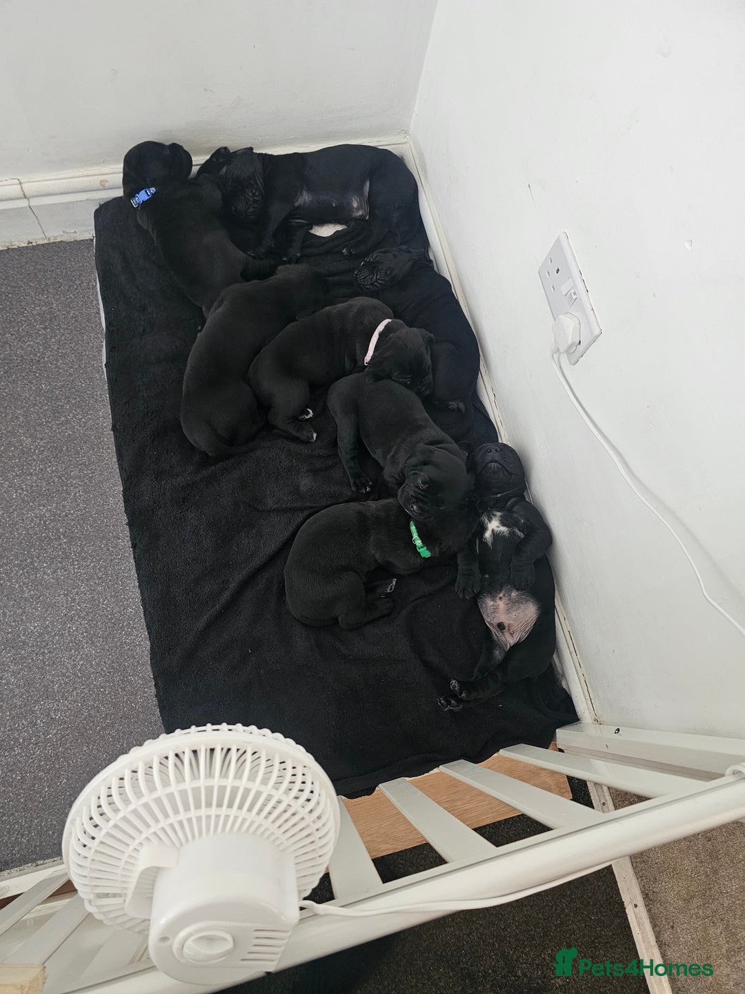Cane Corso dogs for sale: Panther cane corso  - Image 4