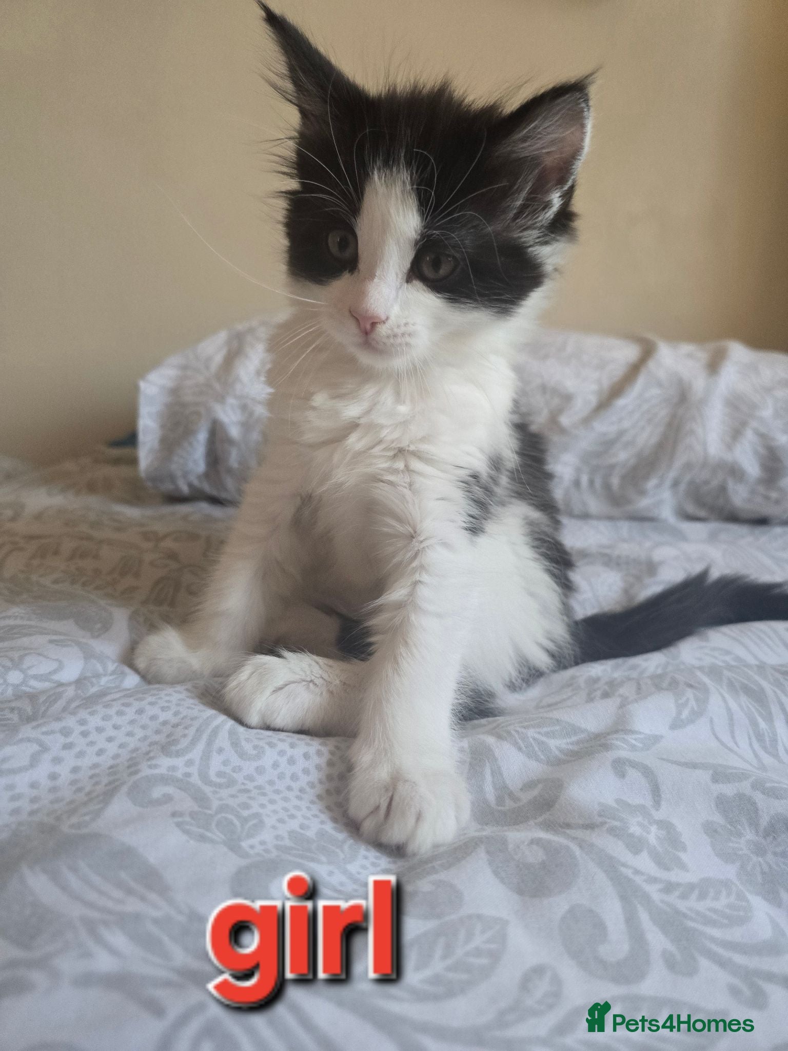 Mixed Breed cats 3 beautiful kitten - Advert 13