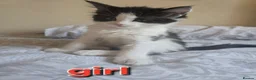 Mixed Breed cats for sale: 3 beautiful kitten - Advert 6