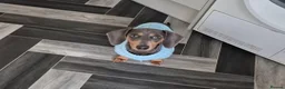 Miniature Dachshund dogs for sale: Quality Bred Health tested mini/pra clear  - Advert 9