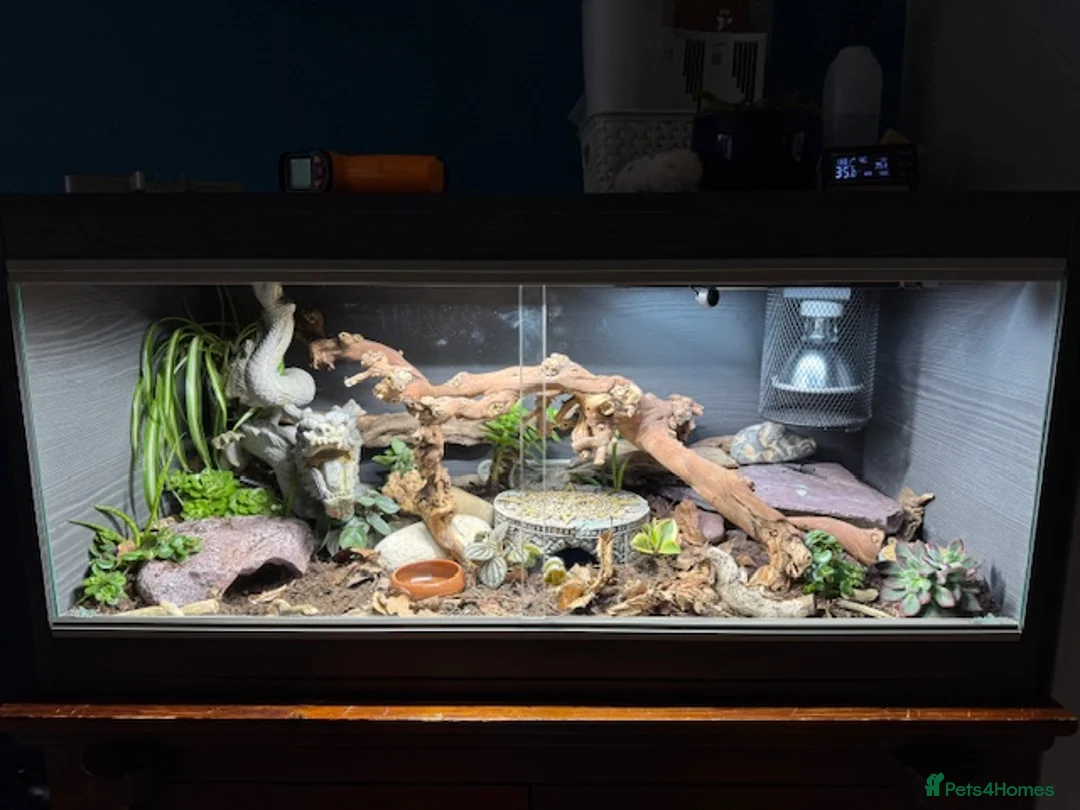 Leopard Gecko reptiles for sale: Leopard Gecko full setup and lizard - Advert 2