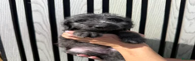 Mixed Breed 6