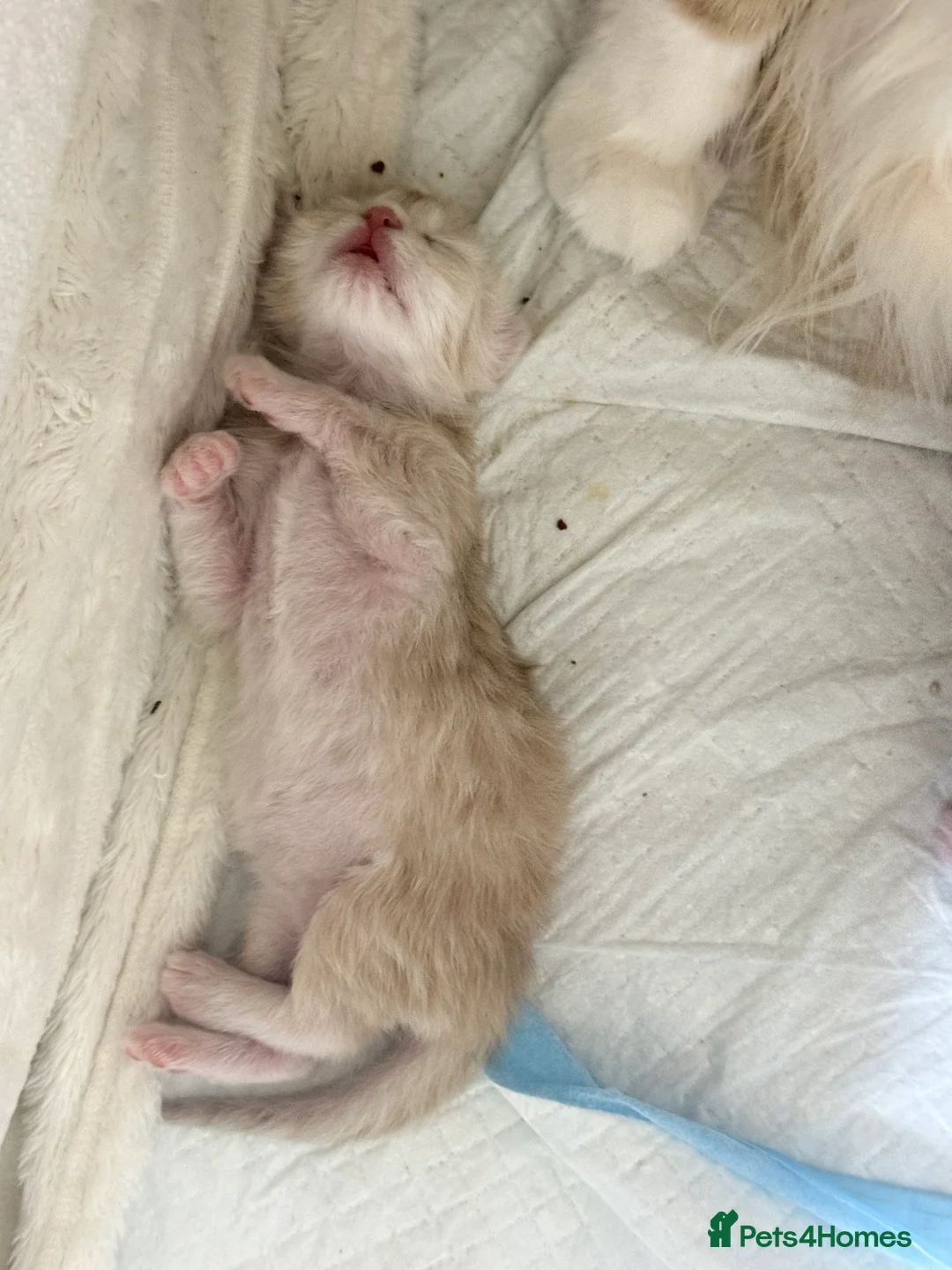 Maine Coon cats for sale: Purebred Adorable Maine Coon Kittens Available - Advert 24