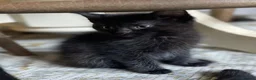 Mixed Breed cats for sale: Beautiful black smooth haired kittens in Tavistock - Advert 1