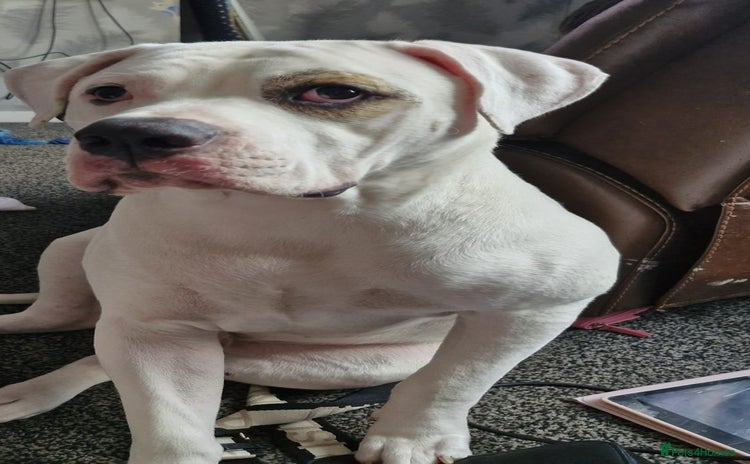 American Bulldog dogs - Advert 1