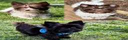 Yorkshire Terrier dogs for sale: Beautiful Yorkshire terrier pups🩵🩷 - Advert 1
