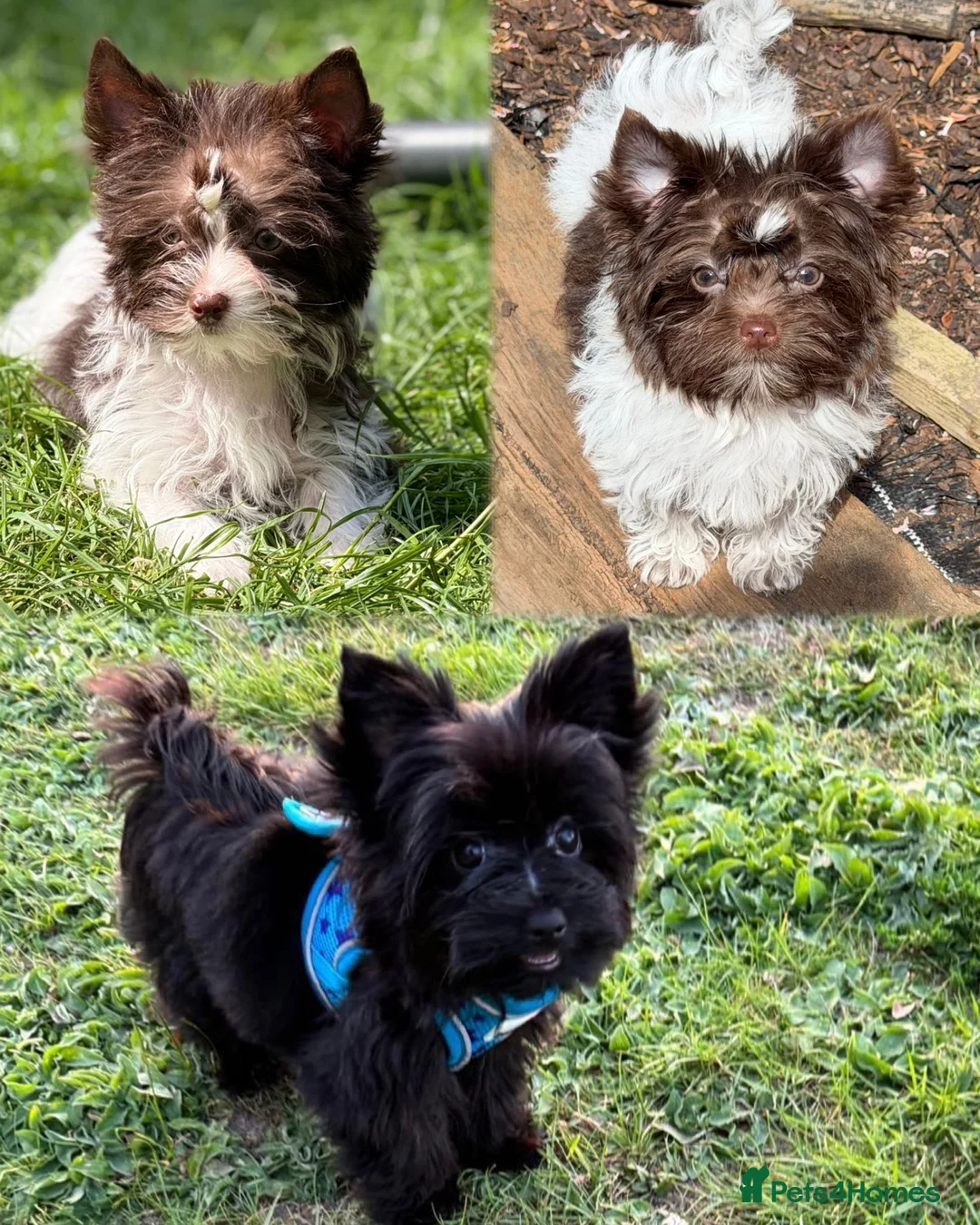 Yorkshire Terrier dogs for sale: Beautiful Yorkshire terrier pups🩵🩷 - Advert 1