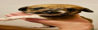 Mixed Breed Puppy 8