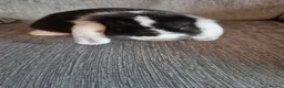 Mini Lop rabbits for sale: Mini lops in Dromore - Advert 6