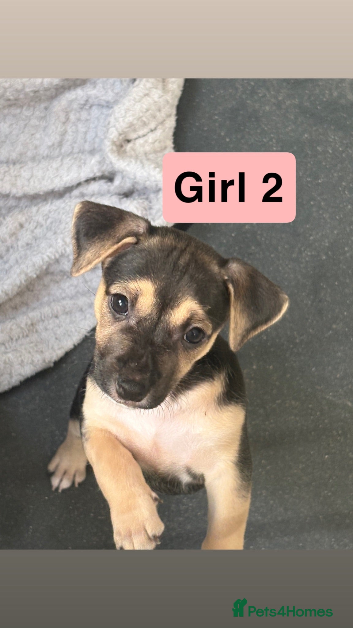Mixed Breed dogs Jack Russell Cross Pocket Bully Puppies - Advert 18