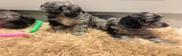 Cockapoo dogs for sale: Merle Cockapoo Pups - Ready Now - Advert 17