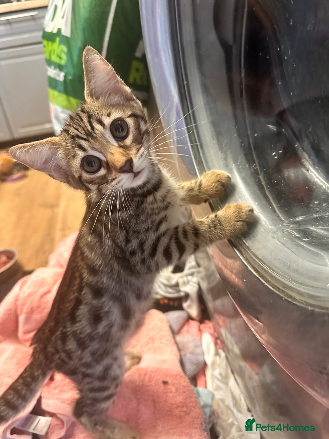 Savannah cats for sale: Savannah Kittens - Image 24