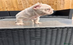 French Bulldog dogs for sale: French bulldog puppies  - Image 4