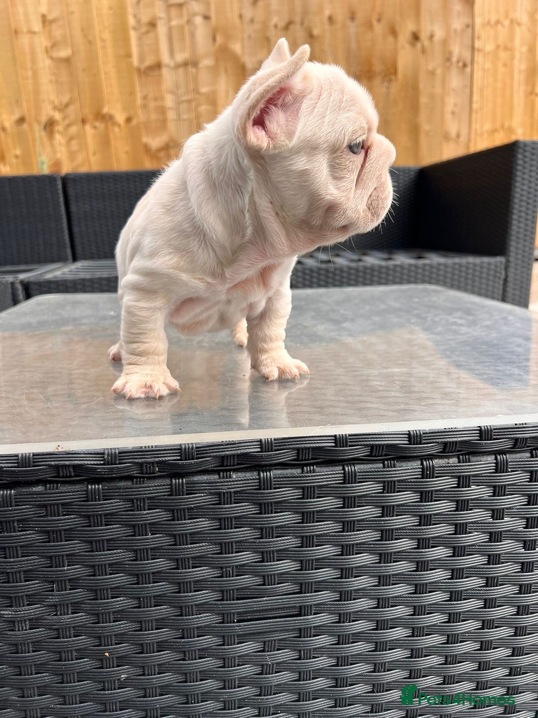 French Bulldog dogs for sale: French bulldog puppies  - Image 4
