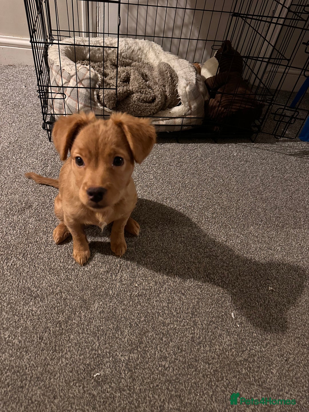 Mixed Breed dogs for sale: Dachshund/frenchie  - Image 2