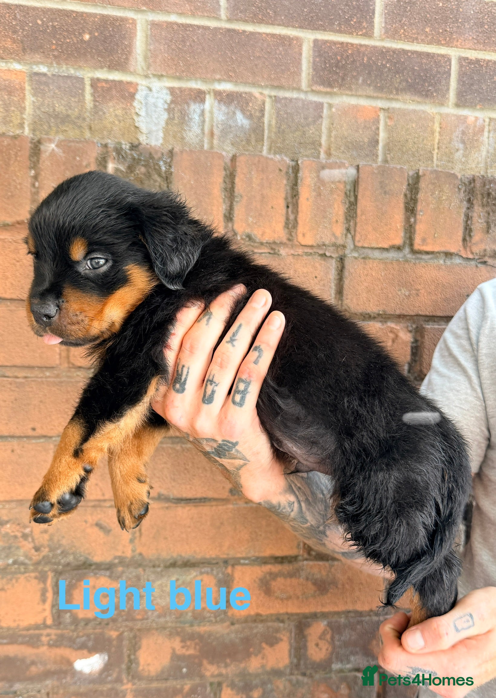 Rottweiler dogs ⭐️ KC registered Rottweiler puppies ⭐️ - Advert 2