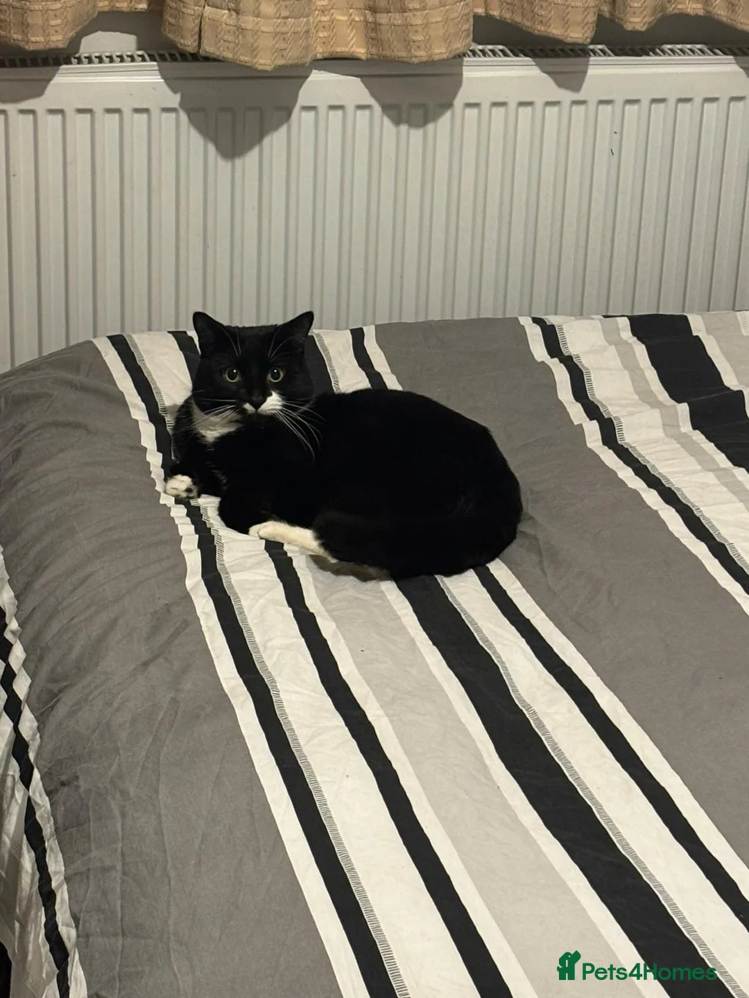 Mixed Breed cats for sale: Meet dice and Cookie - Advert 2