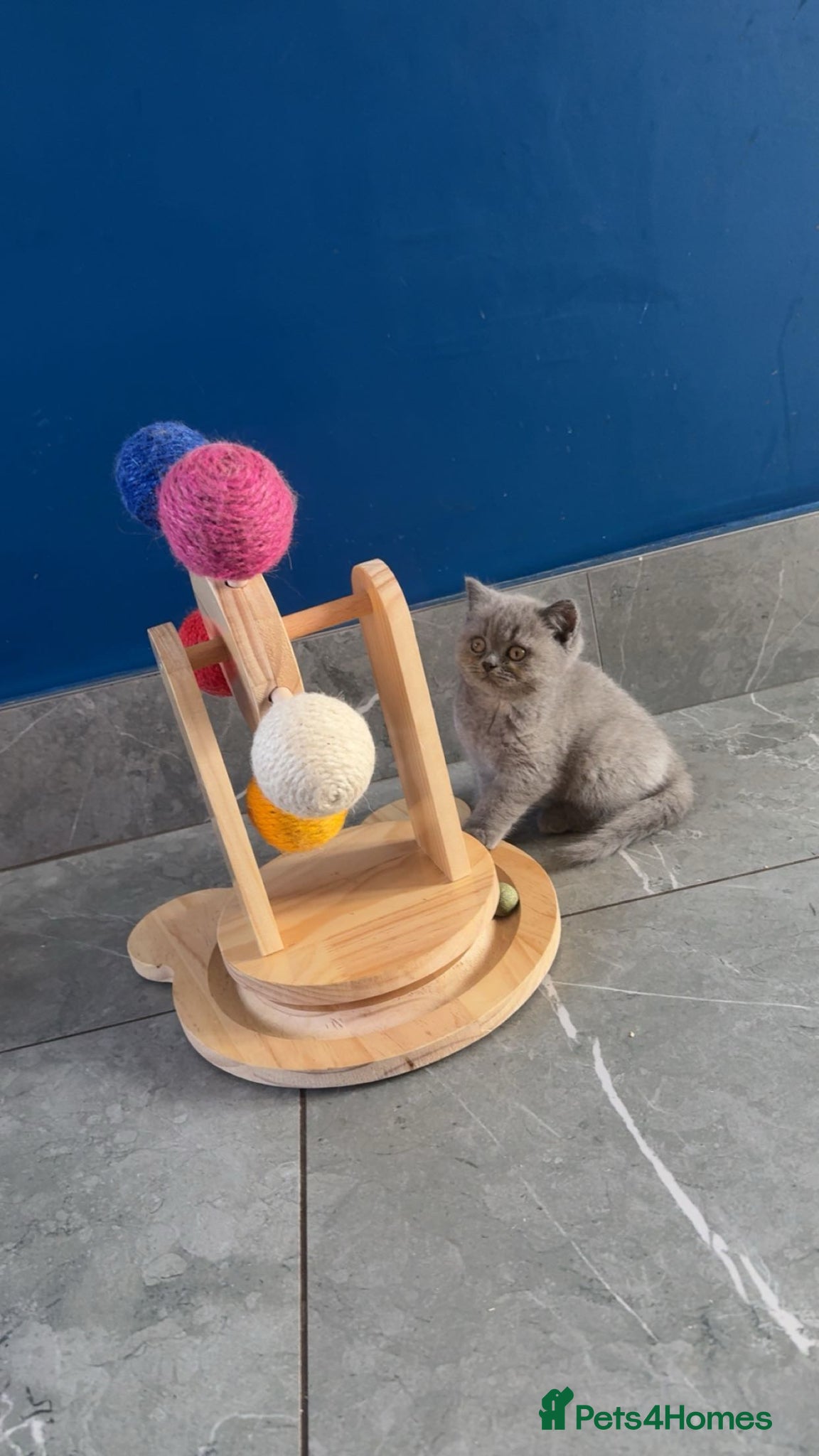 British Shorthair cats GCCF Registered Blue Female  - Advert 1