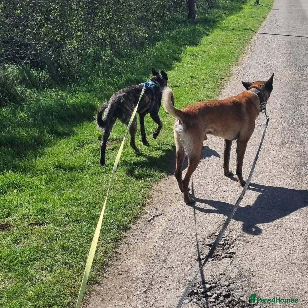 Belgian Shepherd Dog dogs for adoption: SHADOW - Advert 3