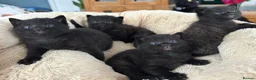 British Shorthair cats for sale: 🐾Beautiful Black British Shorthair Cross Kittens in Letchworth Garden City - Advert 29