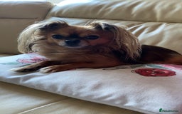 Chihuahua dogs for sale: Miniature long haired KC registered Chihuahua - Image 2