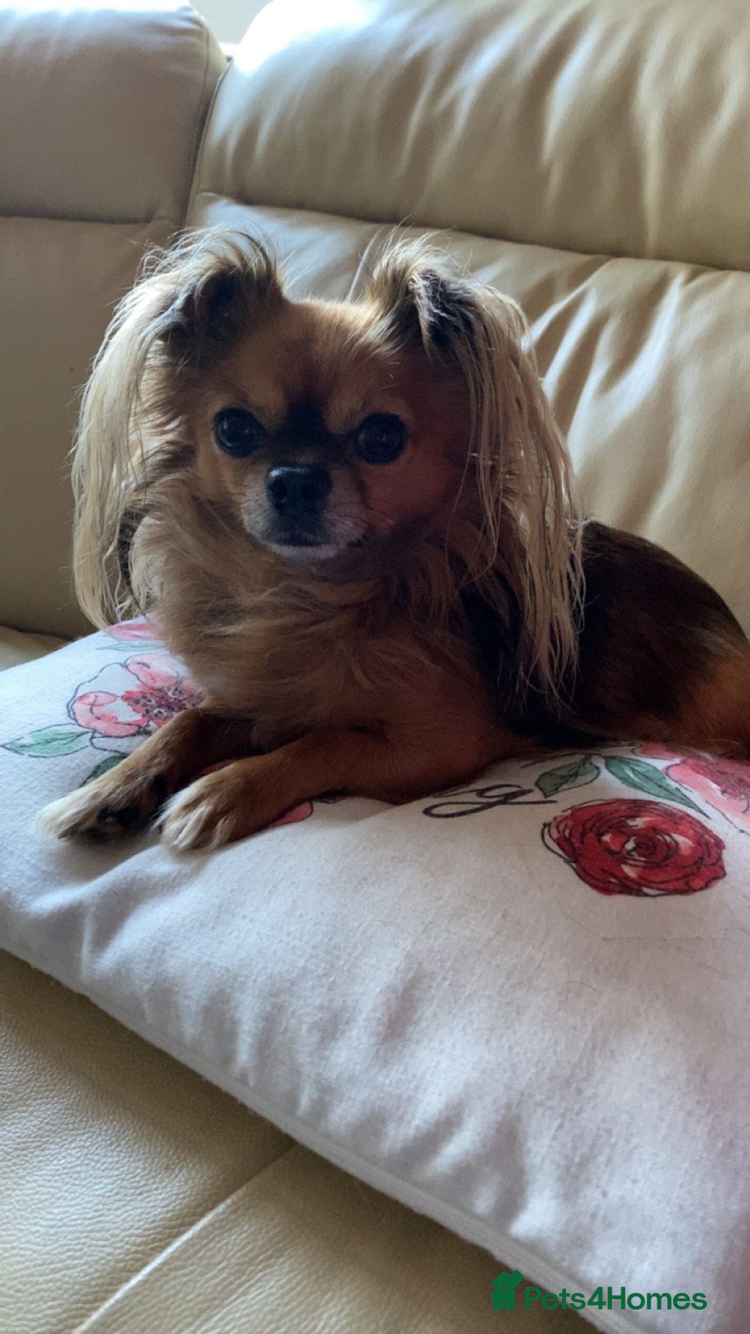 Chihuahua dogs for sale: Miniature long haired KC registered Chihuahua - Image 2