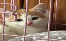 Mixed Breed cats for sale: Gorgeous little boy for sale  - Image 2