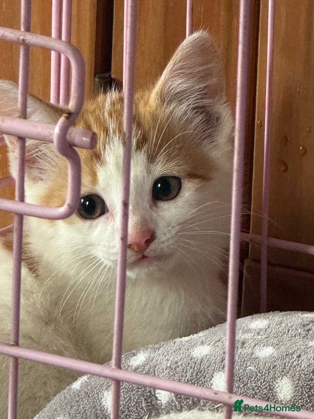 Mixed Breed cats for sale: Gorgeous little boy for sale  - Image 2
