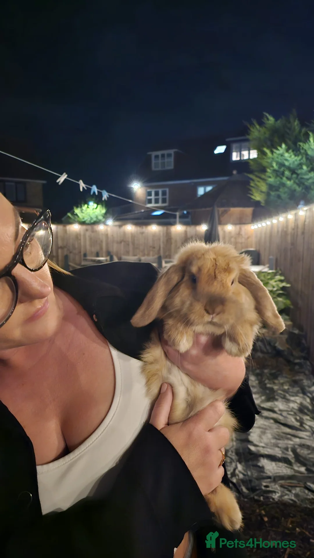 Mini Lop rabbits for sale: Friendly mini lop 1 year old - Advert 5