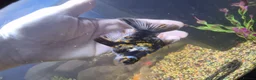 Fancy Goldfish fish for sale: 120 litre juwel tank with 2 fancy goldfish  - Advert 12