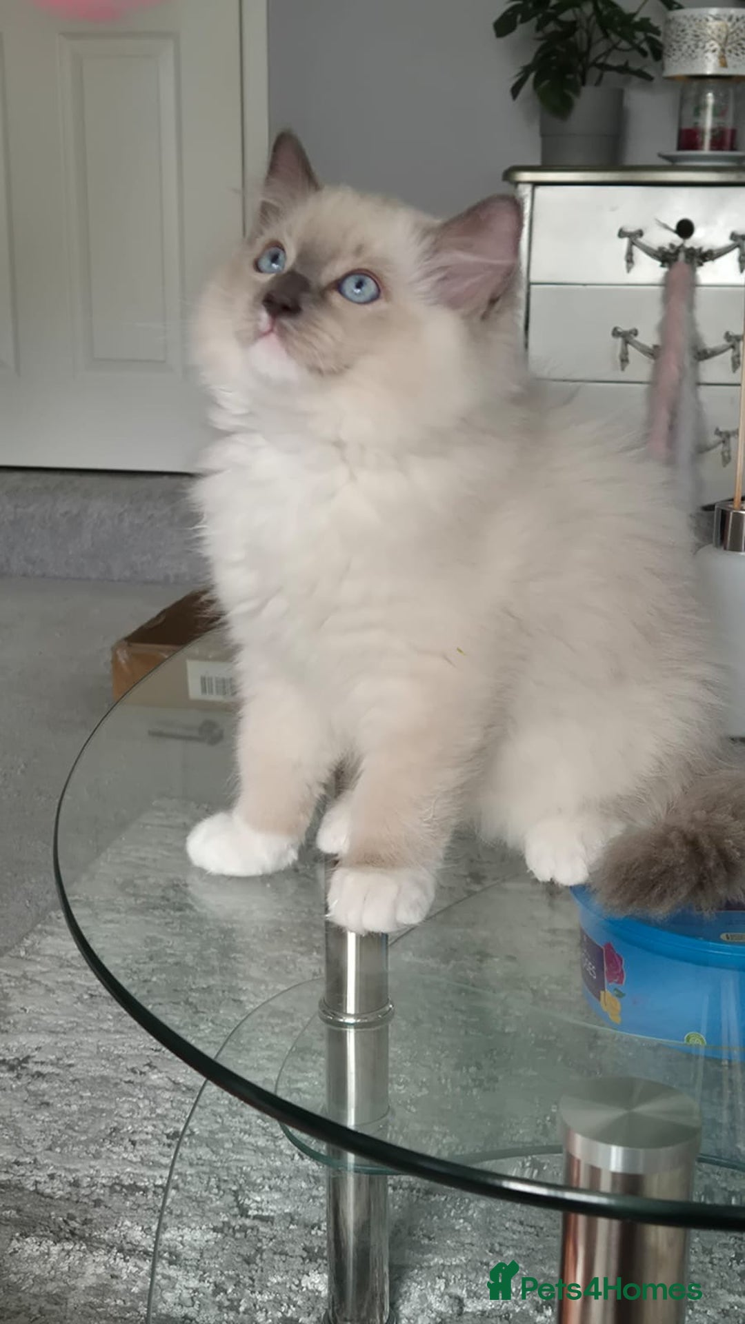 Ragdoll cats for sale: *READY TO GO* 1 beautiful girl ragdoll in Liversedge - Image 6