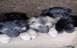 German Shepherd dogs for sale: Fabulous chunky German shepherd puppies - Image 10