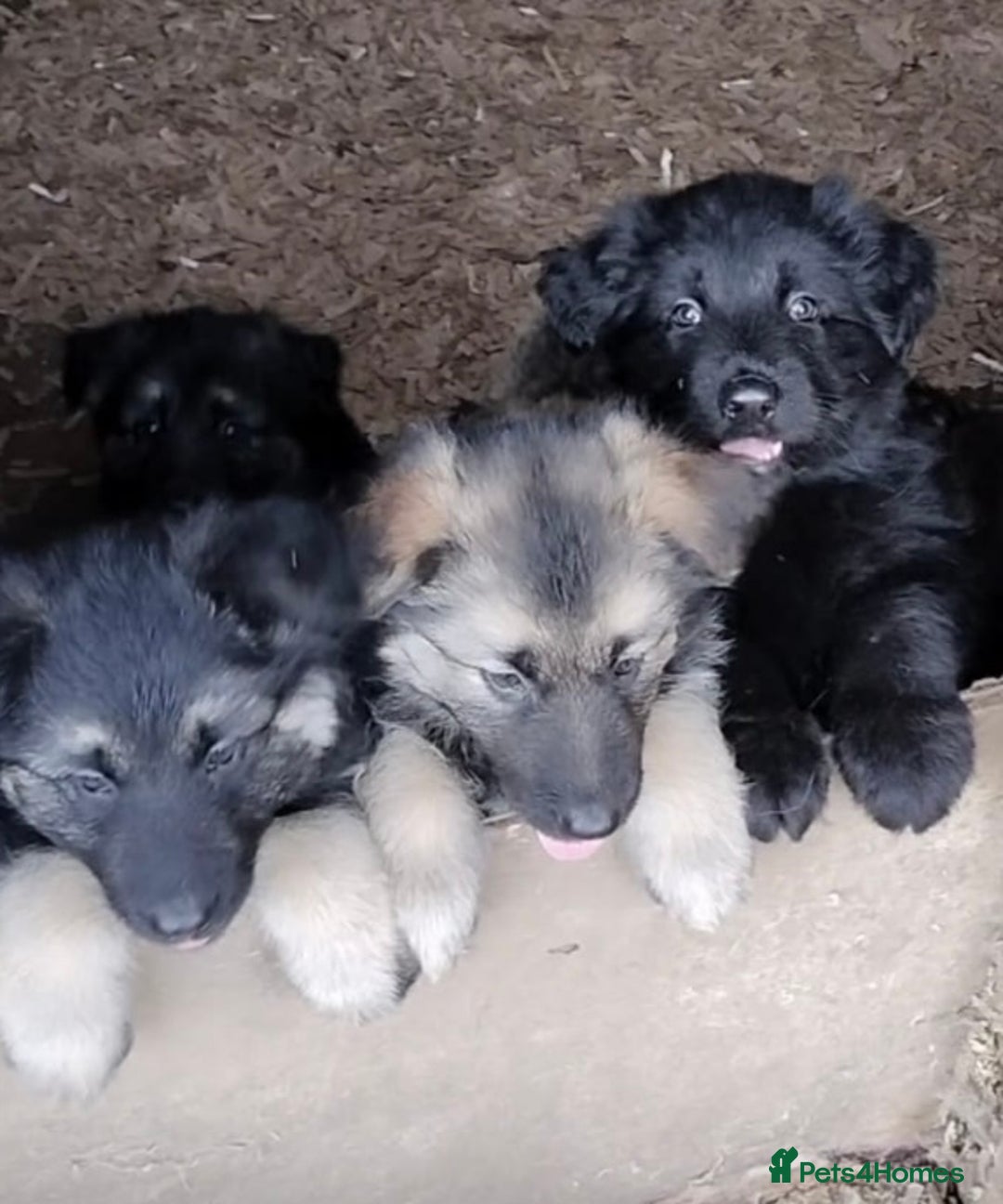 German Shepherd dogs for sale: Fabulous chunky German shepherd puppies - Image 10
