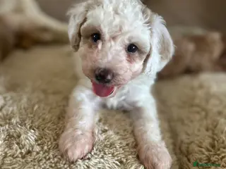 Maltipoo dogs Quality Maltipoo puppy’s girl available - Advert 4