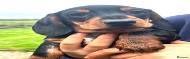 Miniature Dachshund Puppy 2