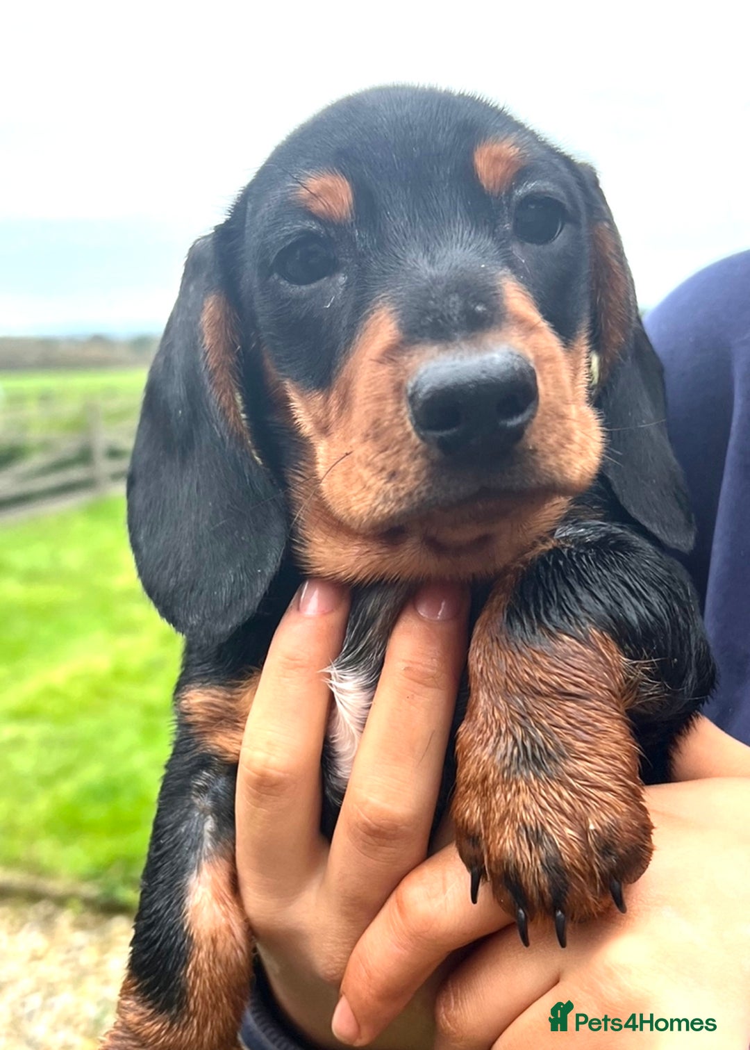 Miniature Dachshund dogs for sale: Miniature Short Hair Dacshund  - Image 2