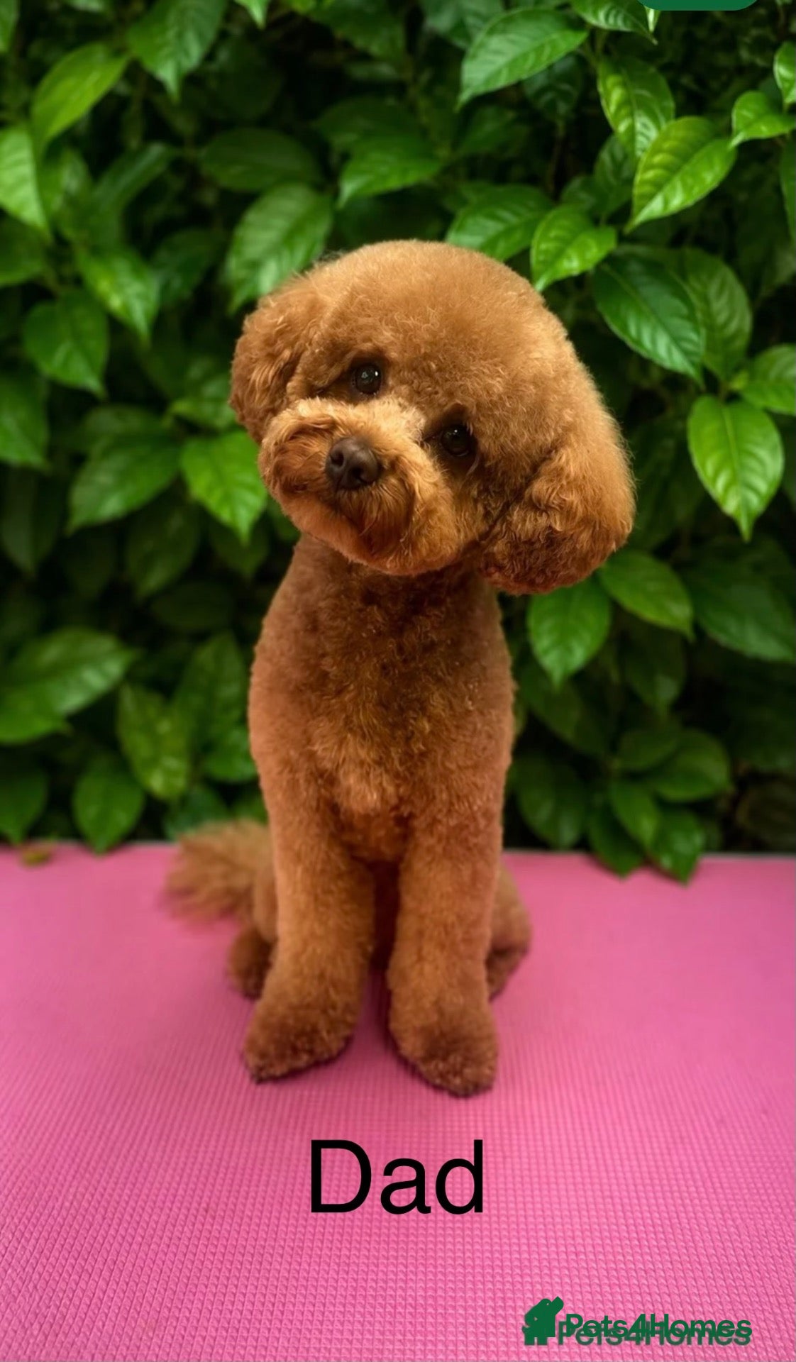 Maltipoo dogs maltipoo puppys for sale  - Advert 2