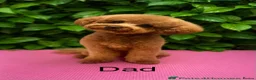 Maltipoo dogs for sale: maltipoo puppies for sale  - Advert 2