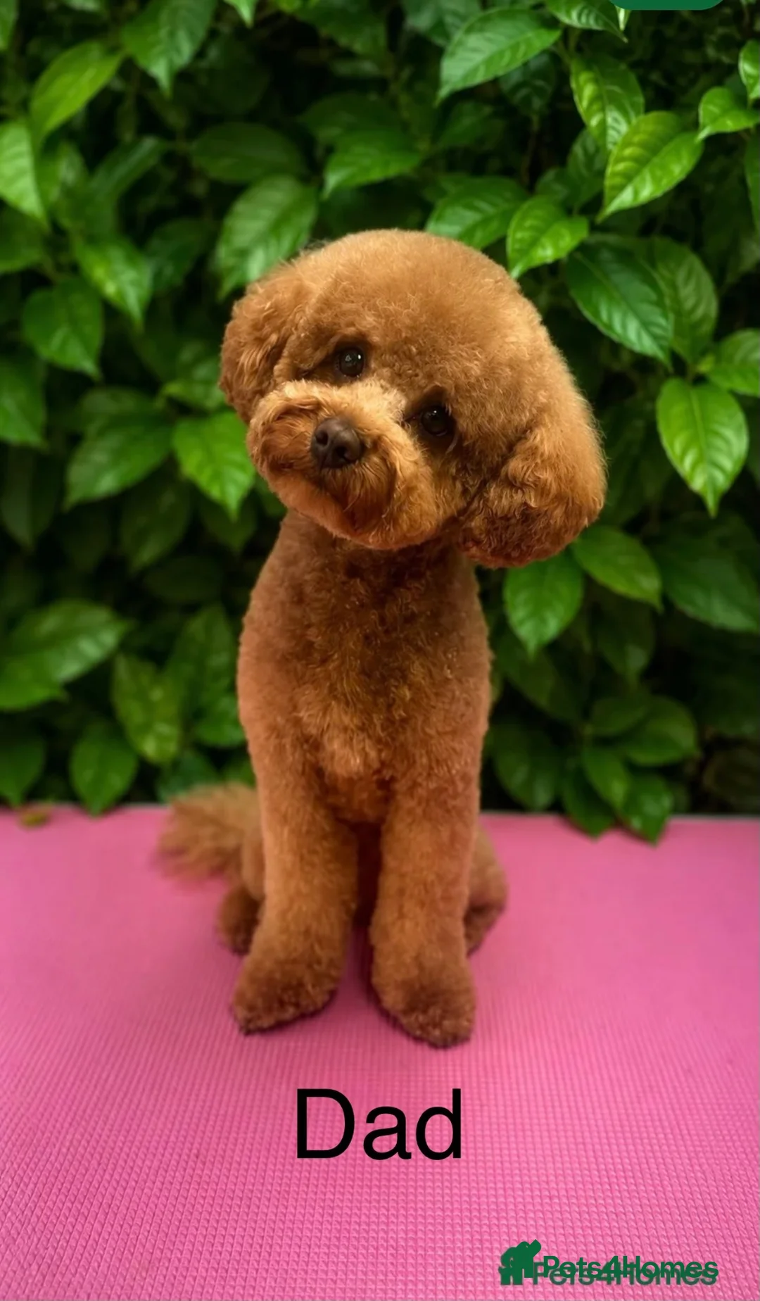 Maltipoo dogs for sale: maltipoo puppies for sale  - Advert 2