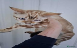 Bengal cats for stud: GANDALF Snow Mink Blue Carrier Russia Lines in Gateshead - Image 13