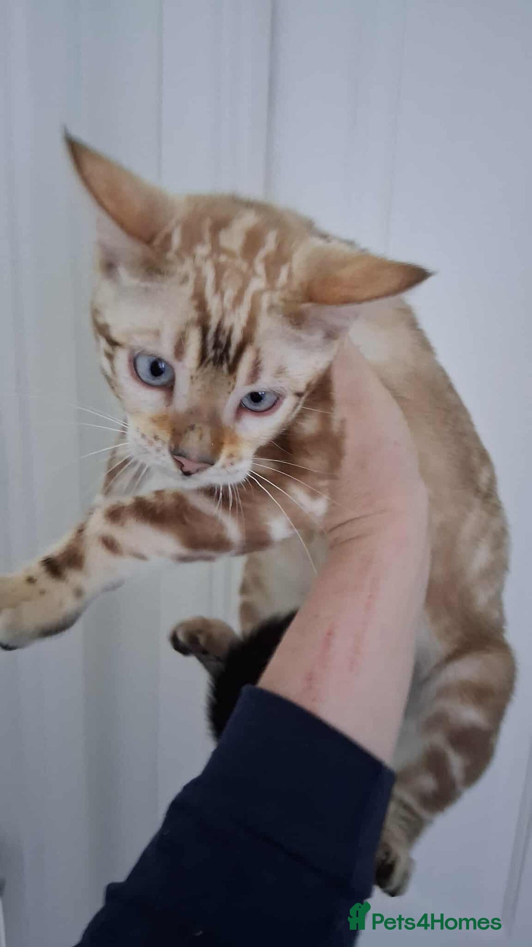 Bengal cats for stud: GANDALF Snow Mink Blue Carrier Russia Lines in Gateshead - Image 13