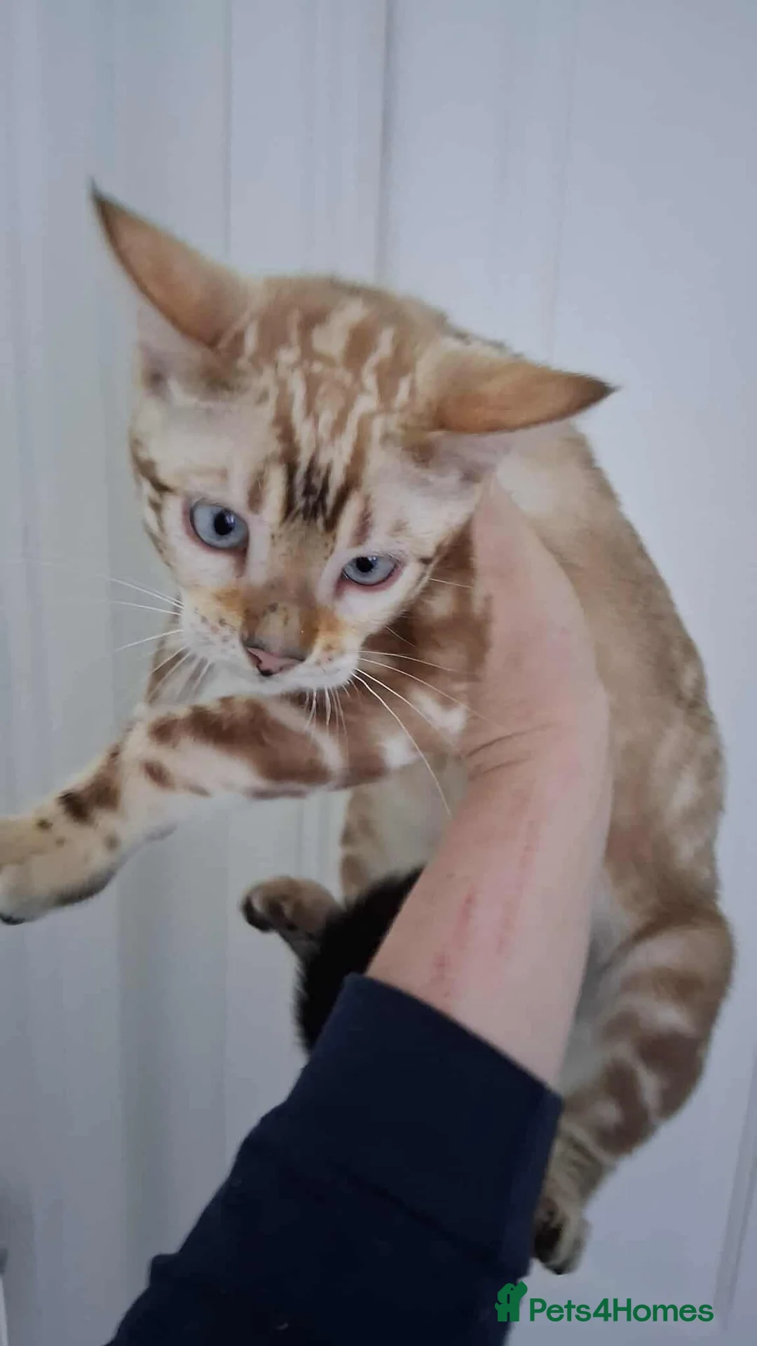 Bengal cats for stud: GANDALF Snow Mink Blue Carrier Russia Lines in Gateshead - Advert 3