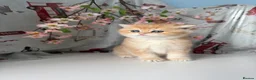 British Shorthair cats for sale: 🌟 Golden kittens. Fluffy happiness for you 🌟 - Advert 15